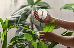 나만의 작은 정원